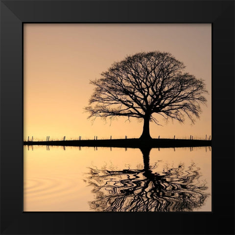 Shimmering Oak, Color Black Modern Wood Framed Art Print by Anonymous