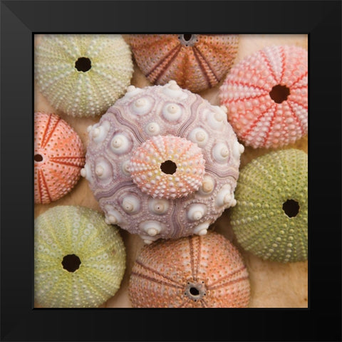 Sea Urchin Group Black Modern Wood Framed Art Print by Bramwell
