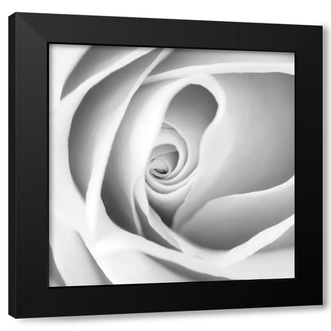 Rose Swirl I Black Modern Wood Framed Art Print with Double Matting by Anonymous