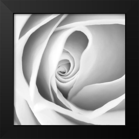 Rose Swirl I Black Modern Wood Framed Art Print by Anonymous