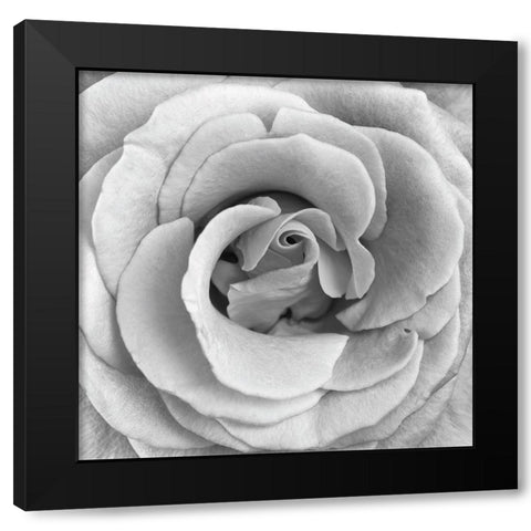 Rose Swirl II Black Modern Wood Framed Art Print with Double Matting by Anonymous
