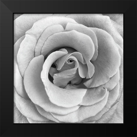 Rose Swirl II Black Modern Wood Framed Art Print by Anonymous