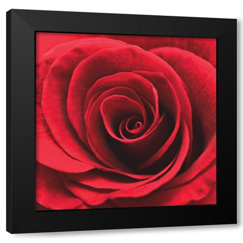 Red RosebudÂ  Black Modern Wood Framed Art Print by Swanepoel