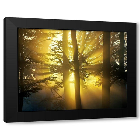 Light Through the Trees I, Color Black Modern Wood Framed Art Print by Anonymous