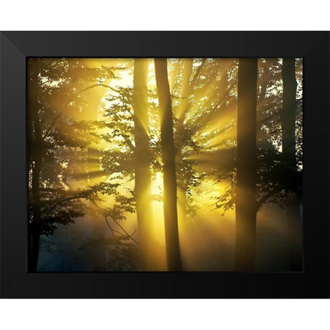 Light Through the Trees I, Color Black Modern Wood Framed Art Print by Anonymous