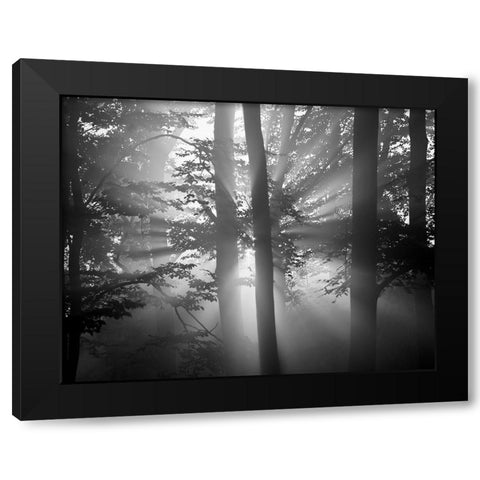 Light Through the Trees I Black Modern Wood Framed Art Print by Anonymous