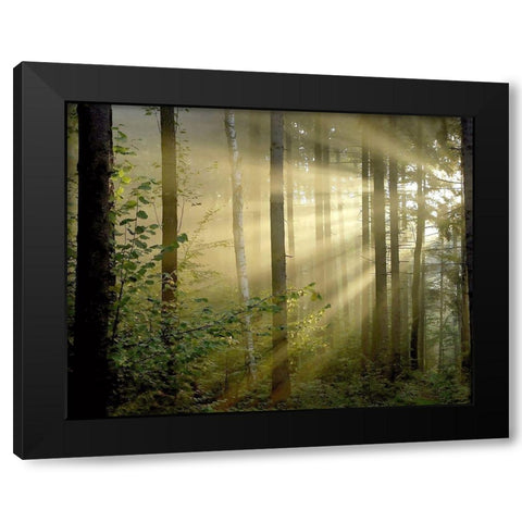 Light Through the Trees II Black Modern Wood Framed Art Print with Double Matting by Anonymous