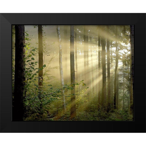 Light Through the Trees II Black Modern Wood Framed Art Print by Anonymous