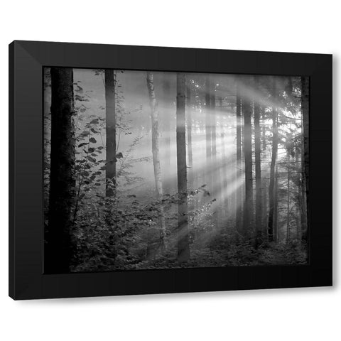 Light Through the Trees II Black Modern Wood Framed Art Print by Anonymous