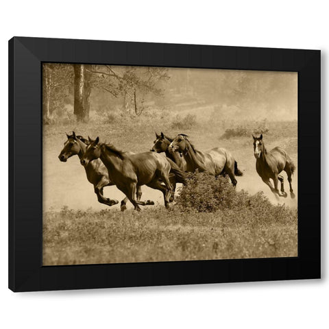 Wild Horses II Black Modern Wood Framed Art Print by Anonymous
