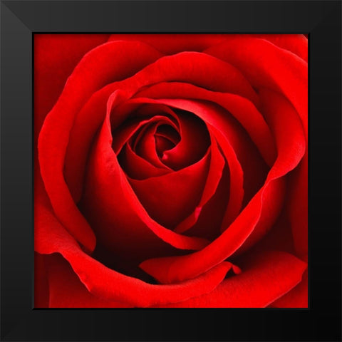 Scarlet Rose Black Modern Wood Framed Art Print by Anonymous