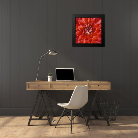 Red Dahlia Black Modern Wood Framed Art Print by Anonymous