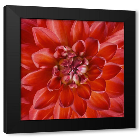 Red Dahlia Black Modern Wood Framed Art Print with Double Matting by Anonymous
