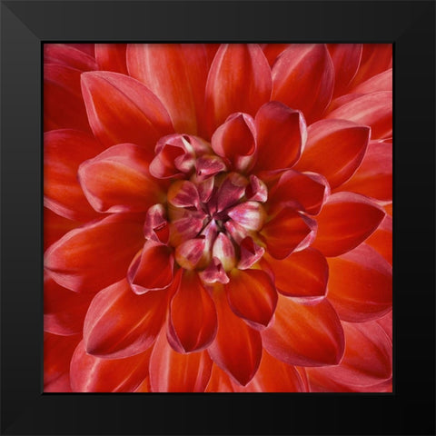 Red Dahlia Black Modern Wood Framed Art Print by Anonymous