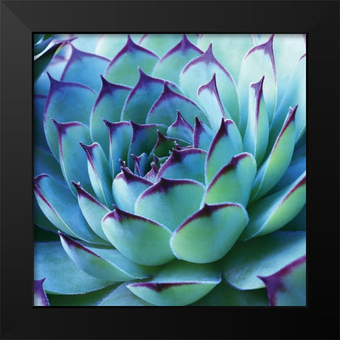 Colorful Cactus Black Modern Wood Framed Art Print by Anonymous