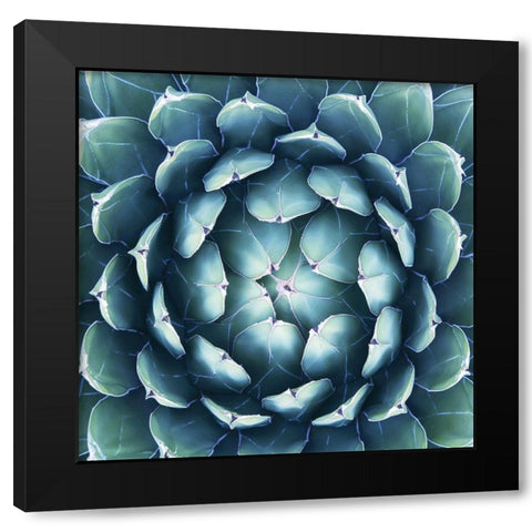 Pianta Grassa Black Modern Wood Framed Art Print by Barillari, B.