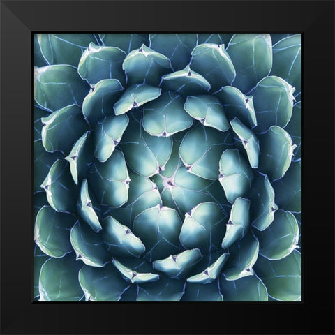 Pianta Grassa Black Modern Wood Framed Art Print by Barillari, B.