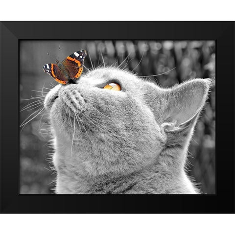 Butterfly on Nose Black Modern Wood Framed Art Print by Anonymous