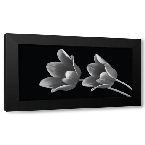 Tulip Fantasy Black Modern Wood Framed Art Print with Double Matting by Anonymous