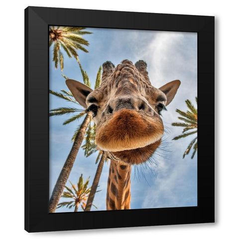 Here is Looking at You Kid Black Modern Wood Framed Art Print by Anonymous