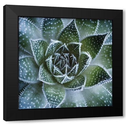 Aloe Aristata Black Modern Wood Framed Art Print with Double Matting by Palis