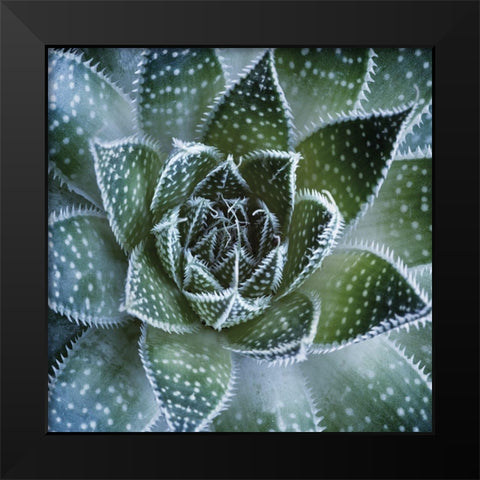 Aloe Aristata Black Modern Wood Framed Art Print by Palis
