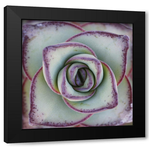 Macro Succulent Black Modern Wood Framed Art Print by Garsot