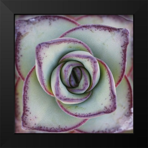 Macro Succulent Black Modern Wood Framed Art Print by Garsot