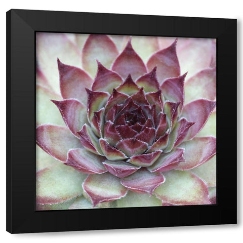 Sempervivum Florette Black Modern Wood Framed Art Print by Avison