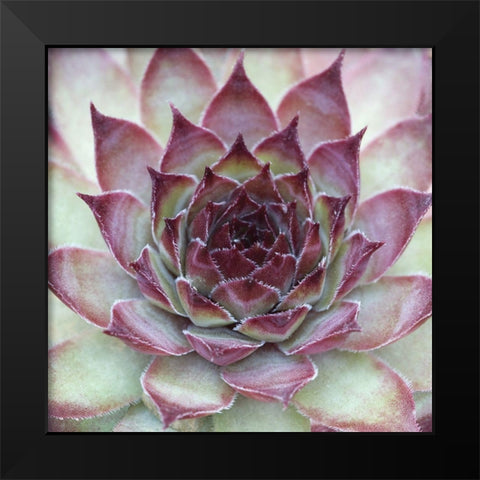 Sempervivum Florette Black Modern Wood Framed Art Print by Avison