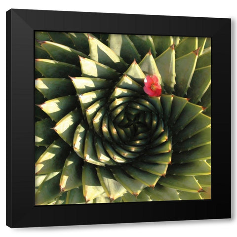 Spiral Aloe Black Modern Wood Framed Art Print by Gosselin