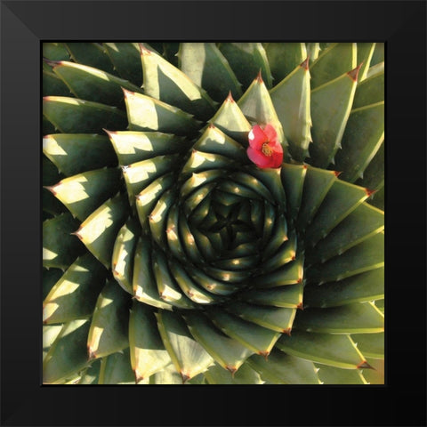 Spiral Aloe Black Modern Wood Framed Art Print by Gosselin