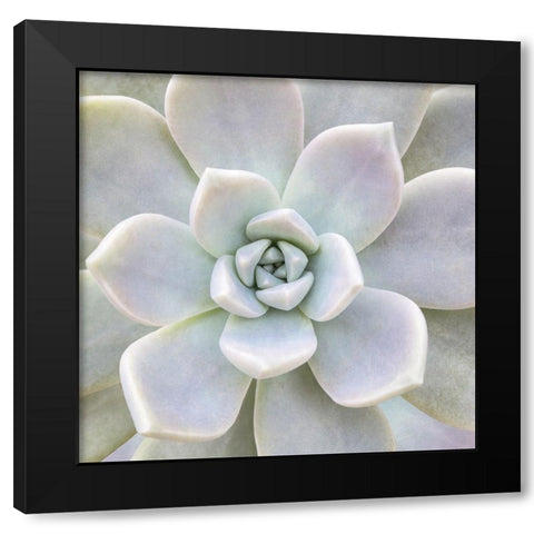 Aeonium Flower Black Modern Wood Framed Art Print with Double Matting by Biebel