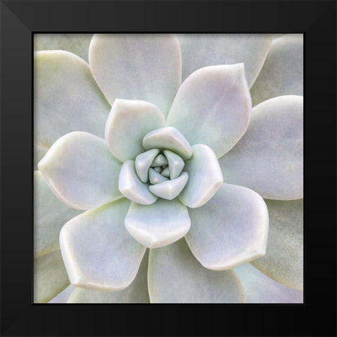 Aeonium Flower Black Modern Wood Framed Art Print by Biebel