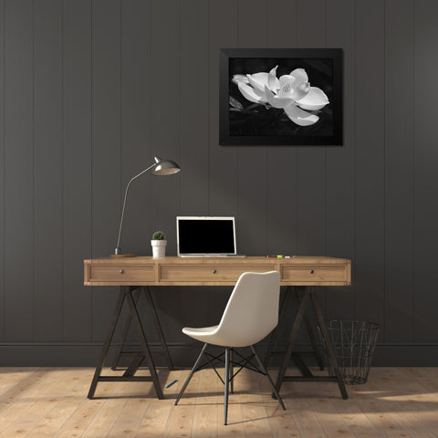 Magnolia Flower Black Modern Wood Framed Art Print by Anonymous
