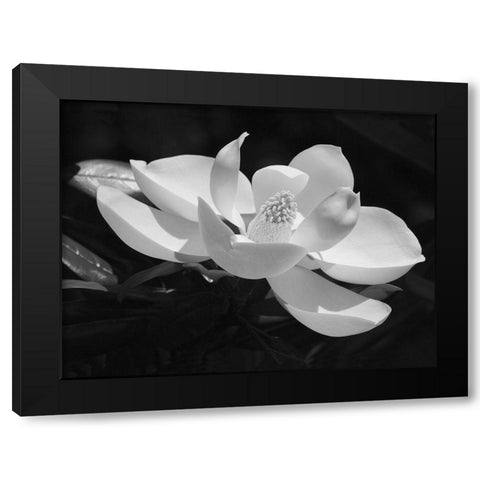 Magnolia Flower Black Modern Wood Framed Art Print by Anonymous