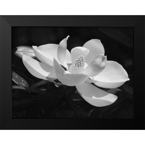 Magnolia Flower Black Modern Wood Framed Art Print by Anonymous