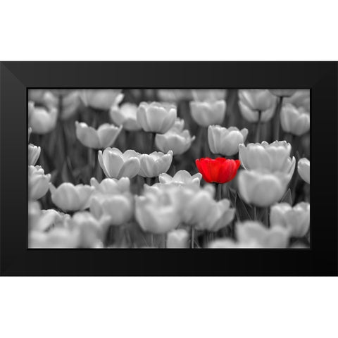 Red Tulip In Black and White Field Black Modern Wood Framed Art Print by Baskakov, A.