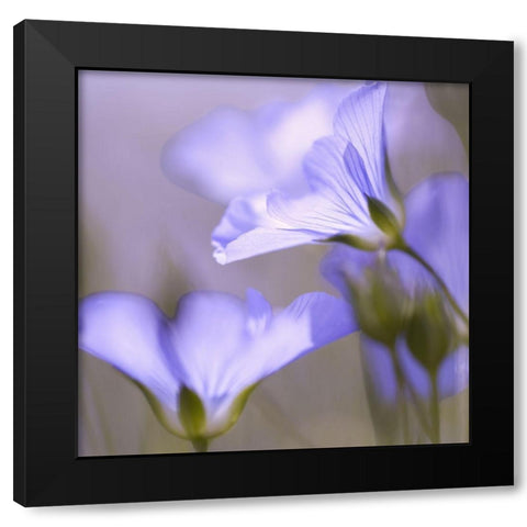 Fleur Mauve Black Modern Wood Framed Art Print with Double Matting by Anonymous