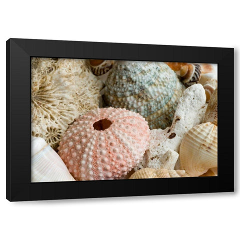 Sea Urchins Black Modern Wood Framed Art Print by Anonymous