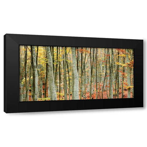 Beech Forest Black Modern Wood Framed Art Print by Mavroudakis