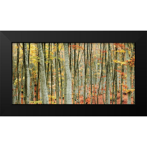 Beech Forest Black Modern Wood Framed Art Print by Mavroudakis