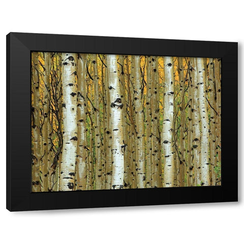 Golden Aspens Black Modern Wood Framed Art Print by Adolphson