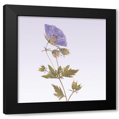 Delicate Lavender Floral Black Modern Wood Framed Art Print with Double Matting by Vancura, R.