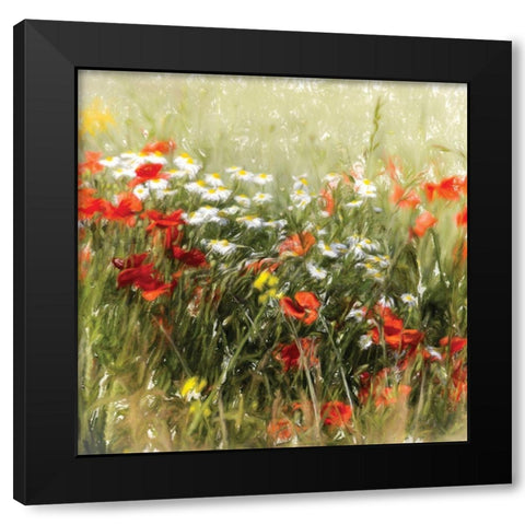 Poppy Field Black Modern Wood Framed Art Print by Cottingham, J.