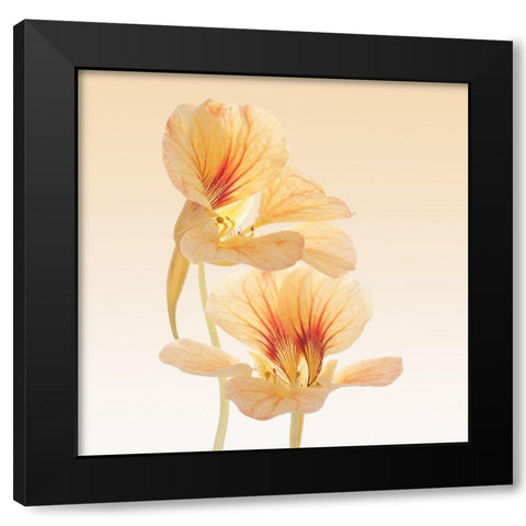 Nasturtium Black Modern Wood Framed Art Print by Vilor