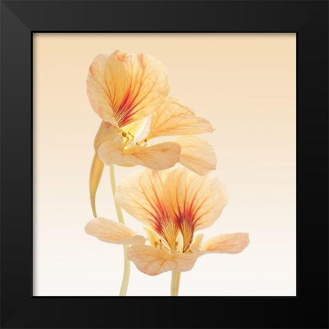 Nasturtium Black Modern Wood Framed Art Print by Vilor