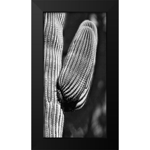 Tucson Saguaro Black Modern Wood Framed Art Print by Pearlman, Steve
