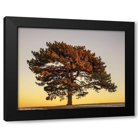 Pine at Sunset Black Modern Wood Framed Art Print by Francis, V.