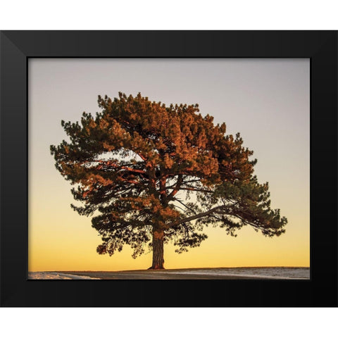 Pine at Sunset Black Modern Wood Framed Art Print by Francis, V.